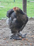Brahma trio, Dieren en Toebehoren