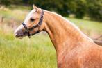 Schitterende jonge Welsh C merrie, Dieren en Toebehoren, Merrie, Niet van toepassing, 0 tot 2 jaar, C pony (1.27m tot 1.37m)
