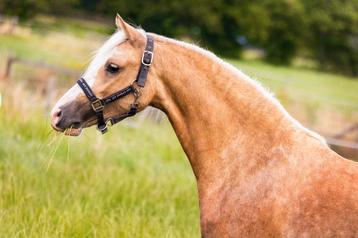 Belle jeune jument C Welsh, Poney C (1.27 m à 1.37m), Ne s'applique pas, 0 à 2 ans, Vermifugé