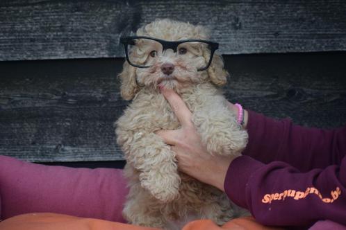 Poedel pups mooi klein blijvend alle kleuren, Dieren en Toebehoren, Honden | Chihuahua's en Gezelschapshonden, Meerdere dieren