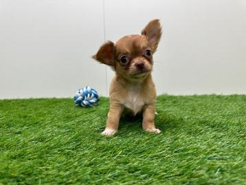 MINI Chihuahua pups - diverse nestjes beschikbaar voor biedingen