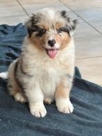 Australian shepherd pups met fci stamboom, CDV (hondenziekte), België, 8 tot 15 weken, Meerdere