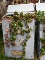 bloembak/ brievenbus met vetplanten voor buiten/winterhard, Tuin en Terras, Ophalen, Tuin