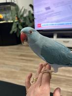 Supertamme halsbandparkiet, Geringd