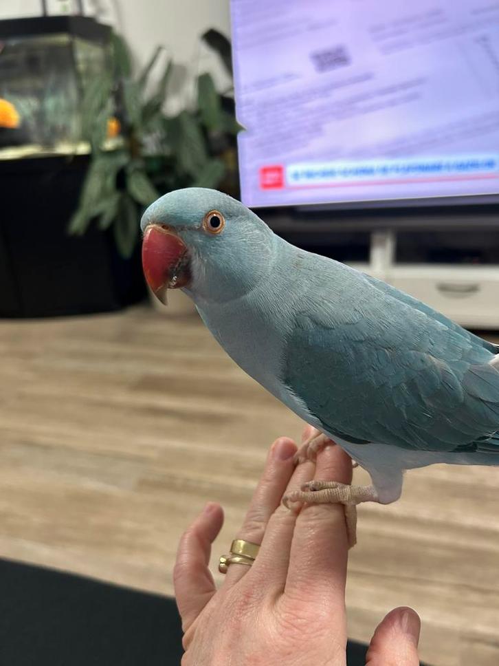 Supertamme halsbandparkiet, Dieren en Toebehoren, Vogels | Parkieten en Papegaaien, Geringd