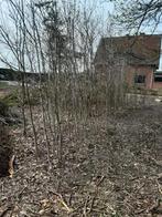 Eiken bomen, Tuin en Terras, Ophalen, Nieuw