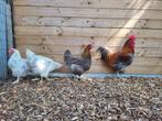 Foktoom marans!!, Dieren en Toebehoren