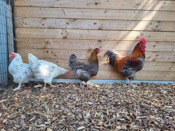 Foktoom marans!! beschikbaar voor biedingen