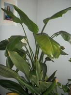 Strelitzia 'Nicola' of paradijsvogelbloem, Maison & Meubles, Plantes d'intérieur, Plante à fleurs, Enlèvement, Autres espèces
