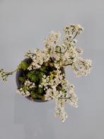 witte sedum, Tuin en Terras, Ophalen