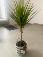 Palmboom, Tuin en Terras, Planten | Bomen, Ophalen, Palmboom, Minder dan 100 cm