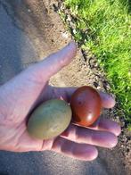 haan olijflegger, Dieren en Toebehoren, Pluimvee