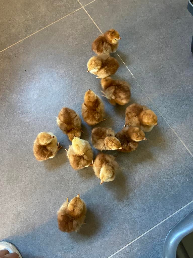 Kuikens red island, Dieren en Toebehoren, Pluimvee