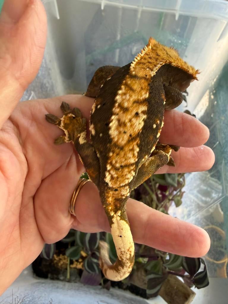 Wimpergekko 1 jaar vrouwtje, Animaux & Accessoires, Reptiles & Amphibiens