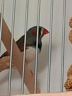 Zebra vink, Dieren en Toebehoren, Vogels | Overige Vogels, Mannelijk, Tropenvogel