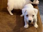 Jack russell pups, België, Fokker | Hobbymatig, Jack Russell Terriër, 8 tot 15 weken