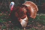 BROED EIEREN VAN DE RODE ARDENNER KALKOEN, Dieren en Toebehoren, Pluimvee, Kalkoen