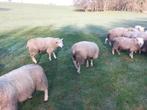 Agneaux Texel Français, Animaux & Accessoires, Moutons, Chèvres & Cochons, Mâle, Mouton, 0 à 2 ans