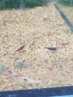 100 mix neocaridina aan 50€, Dieren en Toebehoren, Ophalen