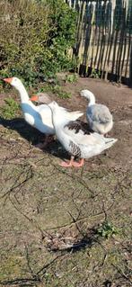 Jonge Vlaamse gans/ gent/ ganzerik, Mâle