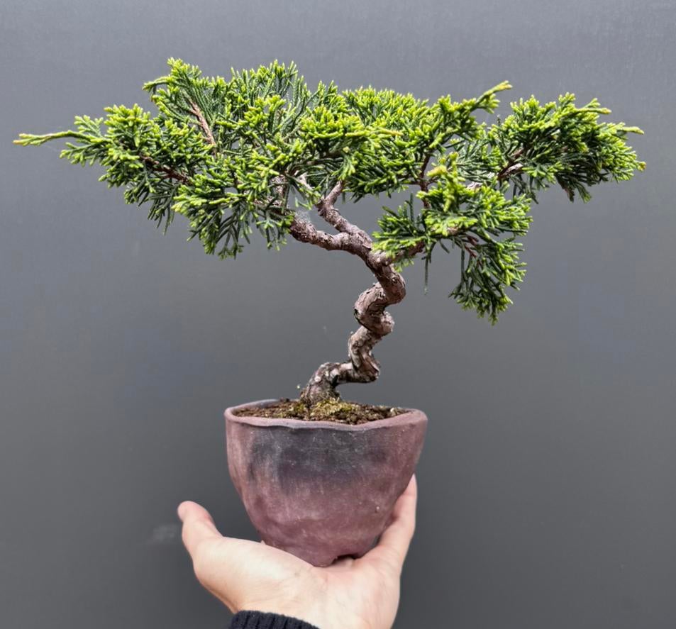Juniperus bonsai - Jeneverbes, Ophalen