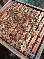 Bijenvolken - carnica, Abeilles