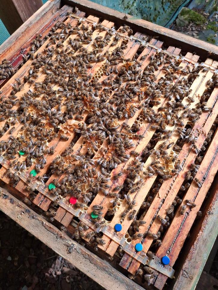 Bijenvolken - carnica, Dieren en Toebehoren, Insecten en Spinnen, Bijen