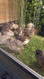 Chinese dwergkwartels aan de leg, Animaux & Accessoires, Oiseaux | Oiseaux Autre