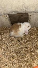Nederlands hangoor konijn, Femelle, Nain, Oreilles tombantes, 0 à 2 ans