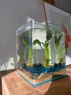 Aquarium, Enlèvement, Utilisé, Aquarium vide