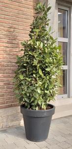 Laurier en pot ; épice, deco terrasse, restaurant, véranda, Jardin & Terrasse, Enlèvement