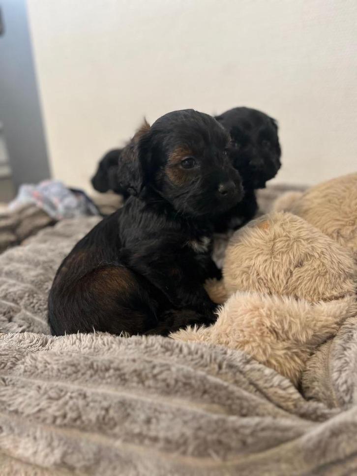 Magnifique petit chiot cockapoo (cocker x caniche jouet), Animaux & Accessoires, Chiens | Chihuahuas & Chiens de compagnie, Plusieurs animaux