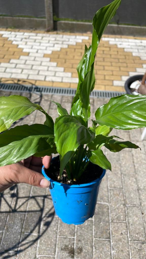 Lepelplant/vredeslelie, Ophalen