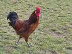 gratis haan te Moorsel 9310, Dieren en Toebehoren, Mannelijk, Kip