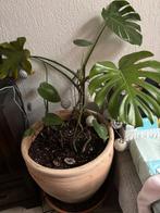 Monstera-plant, Huis en Inrichting, Ophalen, 100 tot 150 cm, Overige soorten, Halfschaduw