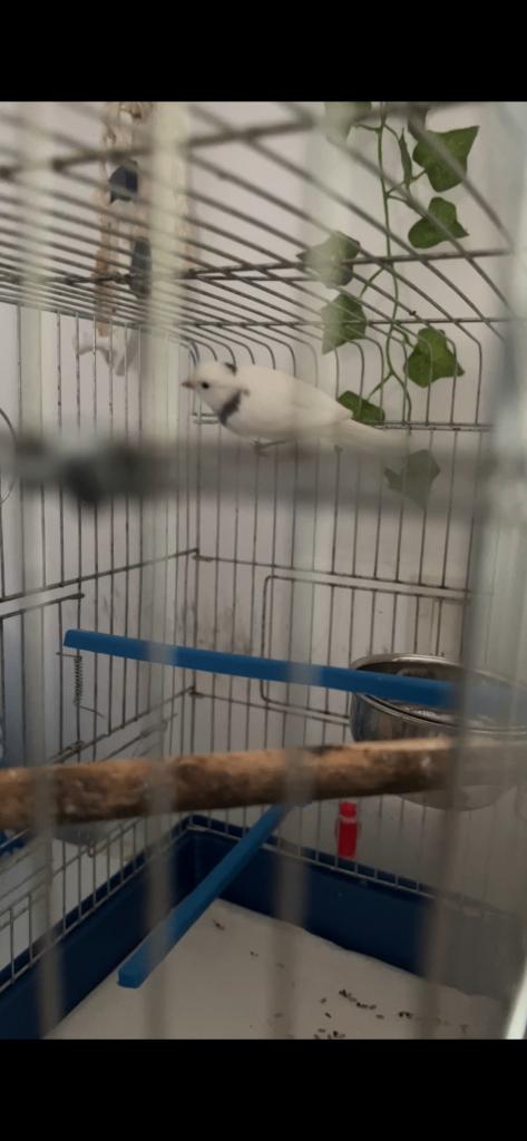 Cage à oiseaux, Animaux & Accessoires, Enlèvement