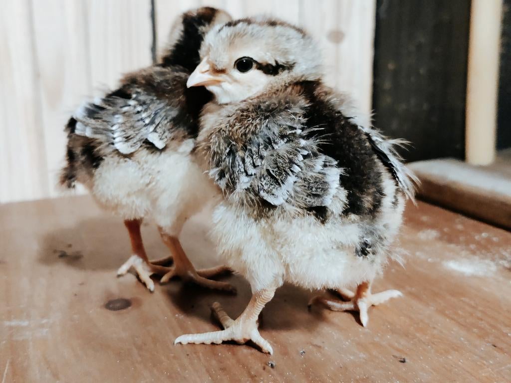 Crested Cream Legbar henkuikens, Dieren en Toebehoren, Pluimvee, Vrouwelijk