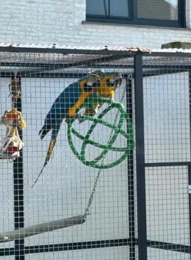 Blauw gele ara pop, Animaux & Accessoires, Oiseaux | Perruches & Perroquets, Perroquet, Femelle, Domestique