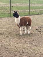 Alpaca merrie, Dieren en Toebehoren, Augustus, Vrouwelijk