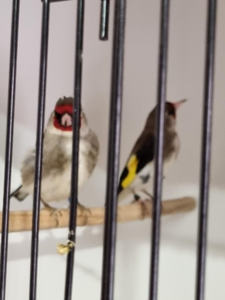 GEZOCHT koppel Grijskopputters, Dieren en Toebehoren