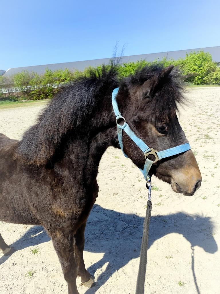 Mega schattige en lieve appaloosa C pony !, Merrie, Springpony, 0 tot 2 jaar, C pony (1.27m tot 1.37m)