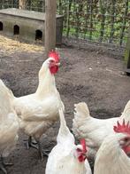 Poules de bresse haan raszuiver, Dieren en Toebehoren
