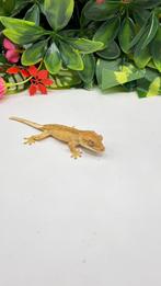 Gecko a crete wimpergekko, Animaux & Accessoires, Reptiles & Amphibiens