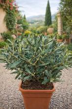 Olijfboom Olea Europaea struikvorm, Tuin en Terras, Ophalen