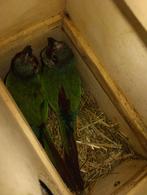 Pyrrhura Emma, Dieren en Toebehoren, Geringd