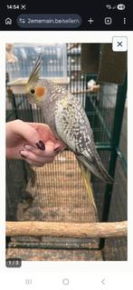 Calopsitte, Enlèvement, Neuf, Métal, Volière