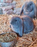 Franse hangoor, Oreilles tombantes