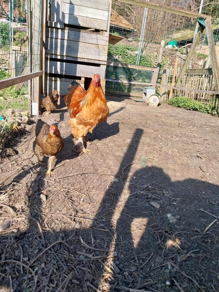 Titel:
Tamme Brahma haan (9 maanden) ️, Dieren en Toebehoren, Pluimvee