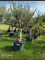 ‼️olijfbomen olea europaea aan promoprijzen ‼️, Ophalen