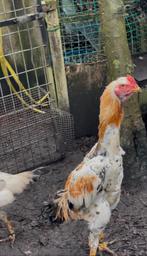 Shamo Taiwanese Koppel. superkwaliteit, Dieren en Toebehoren